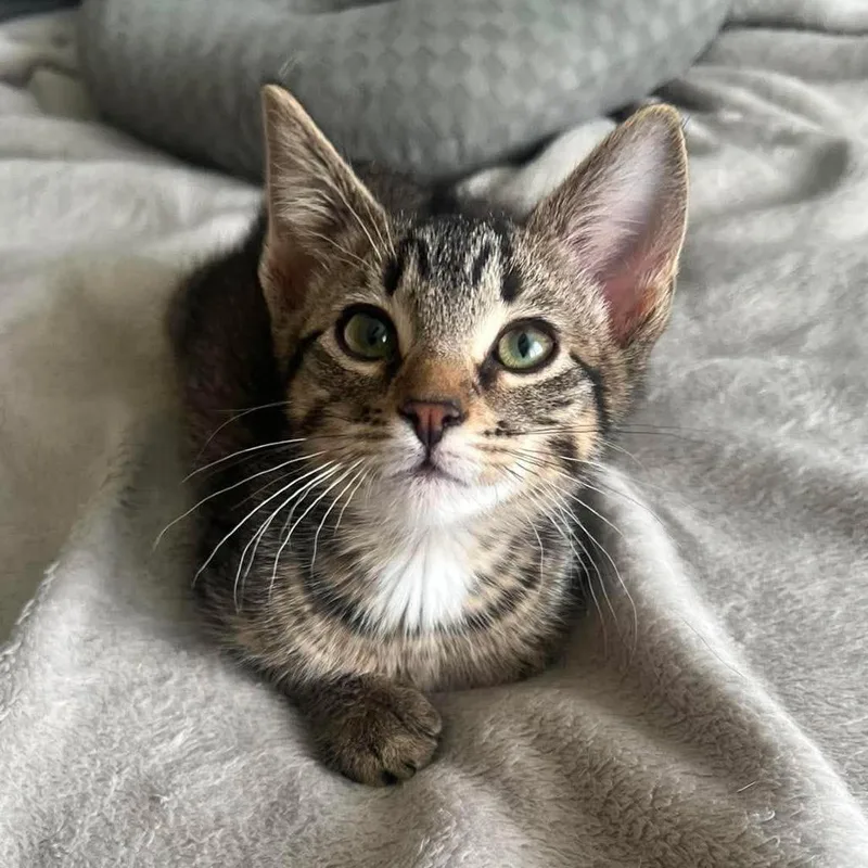 A baby small-sized female Brown / Chocolate Domestic Short Hair cat named Bialy for adoption in Plainfield, IL