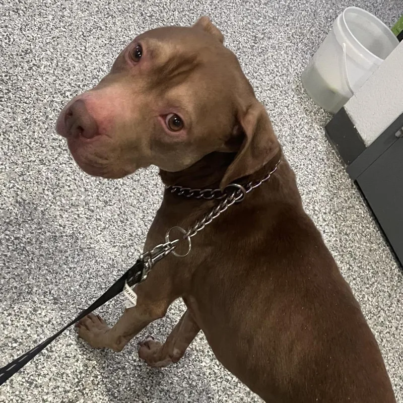 An adult medium-sized male Brown / Chocolate Mixed Breed dog named Bronson for adoption in Port Charlotte, FL