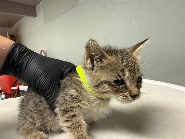A baby small-sized female Domestic Short Hair cat named Luffy for adoption in Antioch, CA
