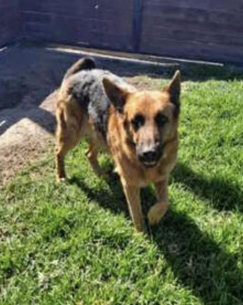 An adult large-sized male Black German Shepherd Dog dog named Bentley for adoption in Amherst, MA