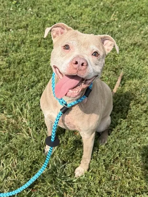An adult medium-sized female Terrier dog named Silk for adoption in Olivette, MO