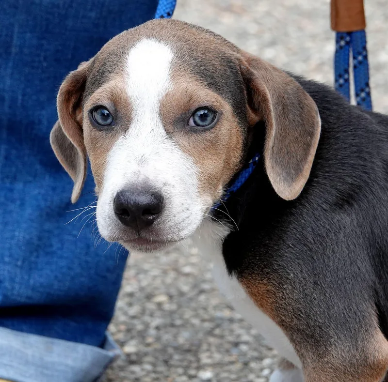 A baby medium-sized male Tricolor (Brown, Black, & White) Beagle dog named Woody for adoption in Millfield, OH