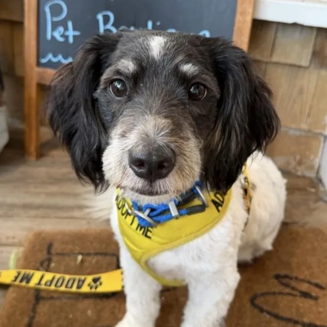 A young small-sized male Black Mixed Breed dog named Duke for adoption in Yaphank, NY