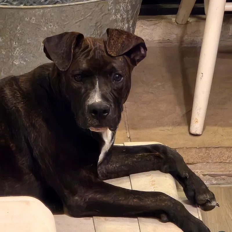 An adult large-sized male Mixed Breed dog named Broadie for adoption in Houston, TX