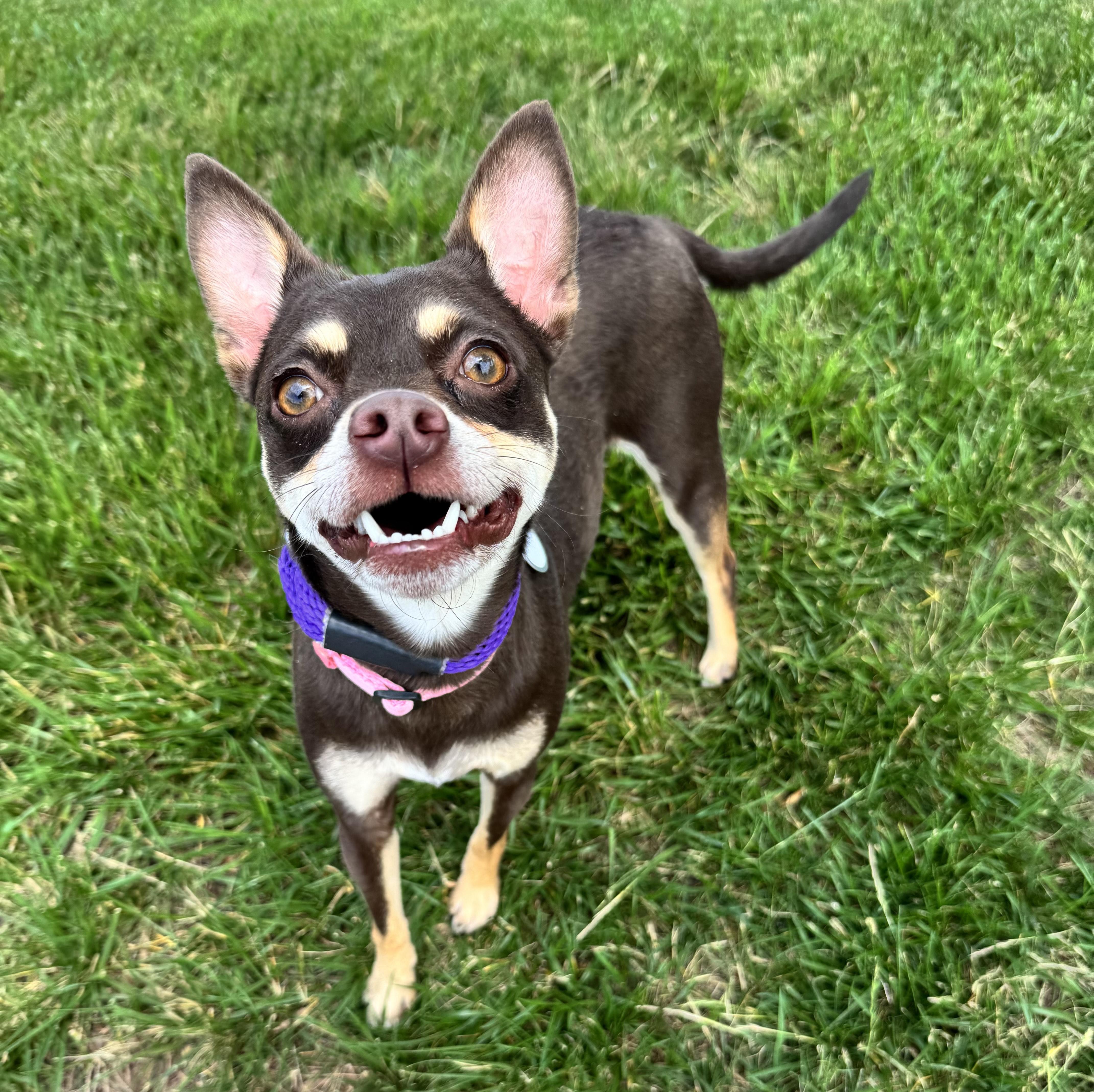 An adult small-sized female Chihuahua dog named Gracie for adoption in Manassas, VA