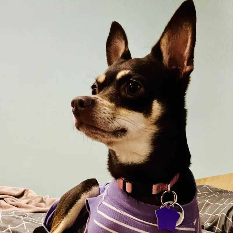 Gracie thumbnail 3