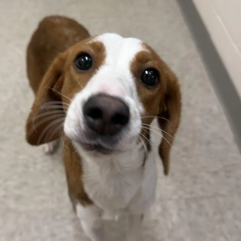 A young small-sized female Brown / Chocolate Hound dog named Auralie for adoption in Chatham, VA