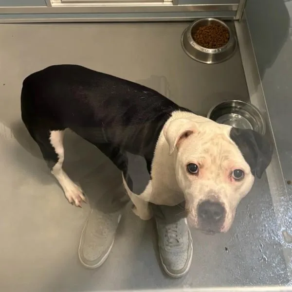 An adult large-sized female Pit Bull Terrier dog named Whimsy for adoption in Des Moines, IA