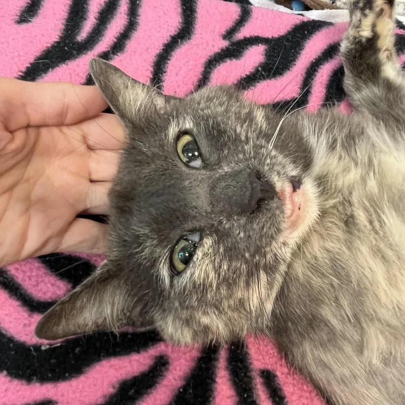A young medium-sized male Gray / Blue / Silver Domestic Short Hair cat named Jerry RJ for adoption in Columbia, MO
