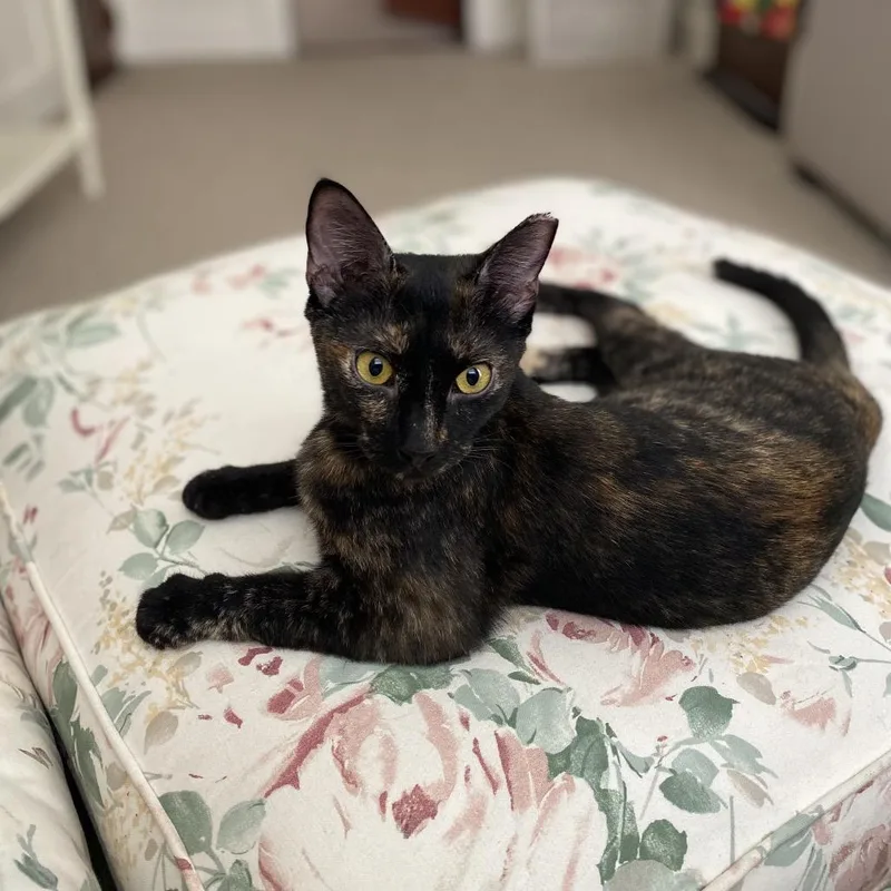 An adult small-sized female Tortoiseshell American Shorthair cat named Hazelnut for adoption in Westport, CT