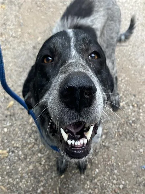 An adult large-sized female Mixed Breed dog named Ruth for adoption in Dallas, TX