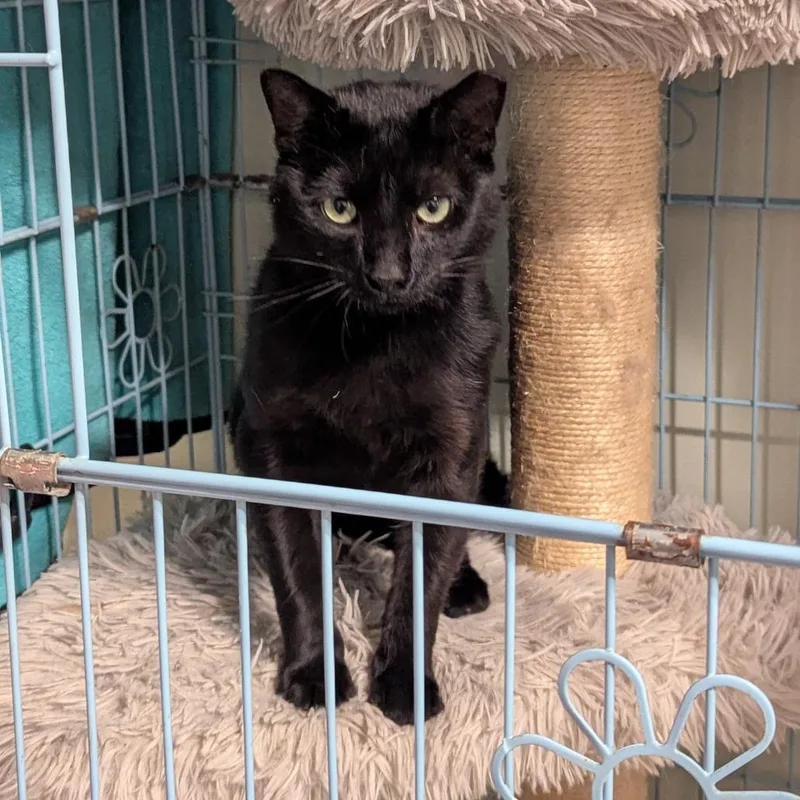 An adult small-sized male Black Domestic Short Hair cat named Walnut for adoption in PITTSBURGH, PA