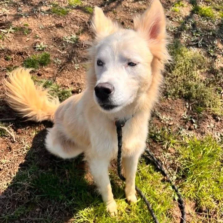 An adult medium-sized male White / Cream Husky dog named Phish for adoption in Phoenixville, PA