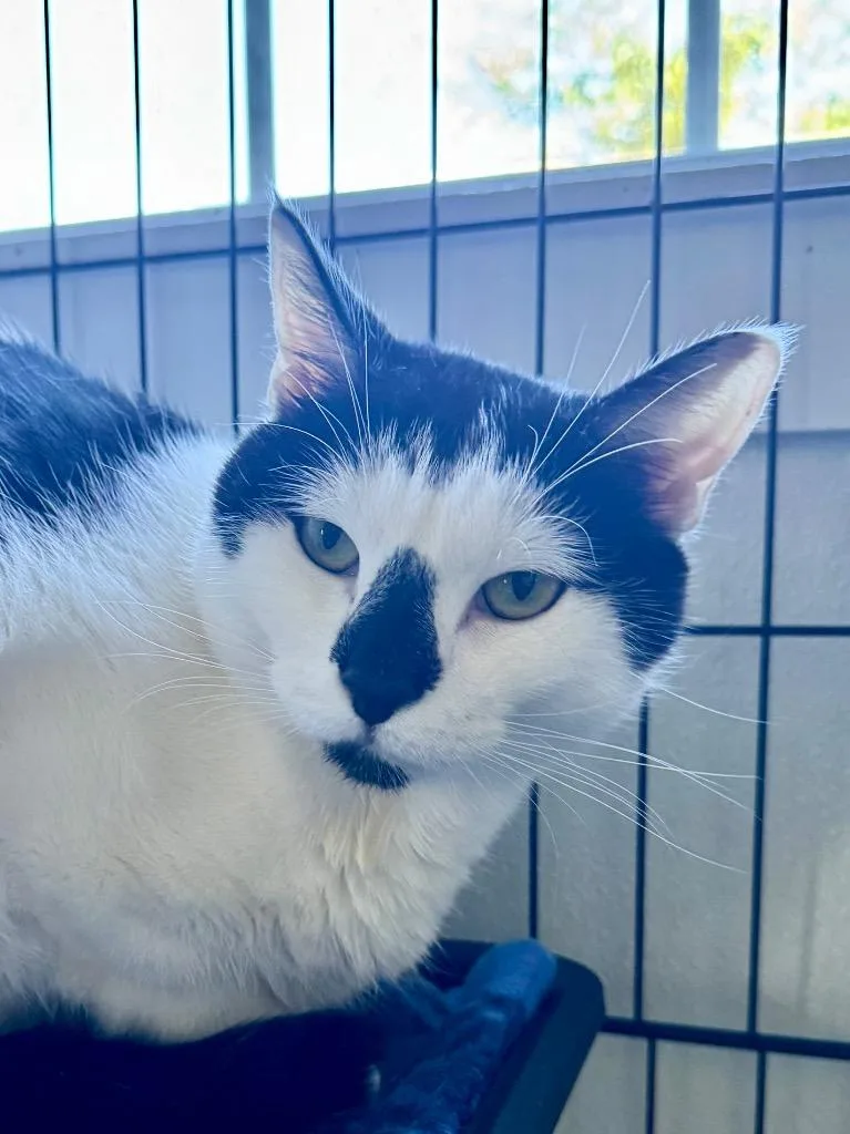 A young medium-sized male Domestic Short Hair cat named Bandit for adoption in Cumberland, ME