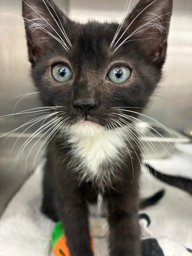 A baby small-sized female Domestic Short Hair cat named Okra for adoption in Hartsville, SC