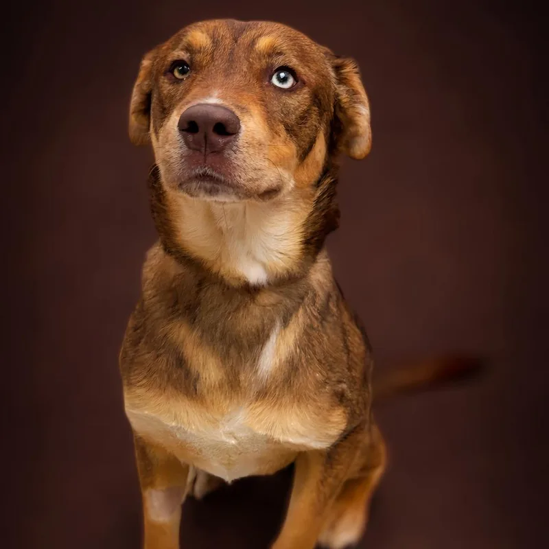 An adult medium-sized male Brown / Chocolate Australian Shepherd dog named King for adoption in Enid, OK