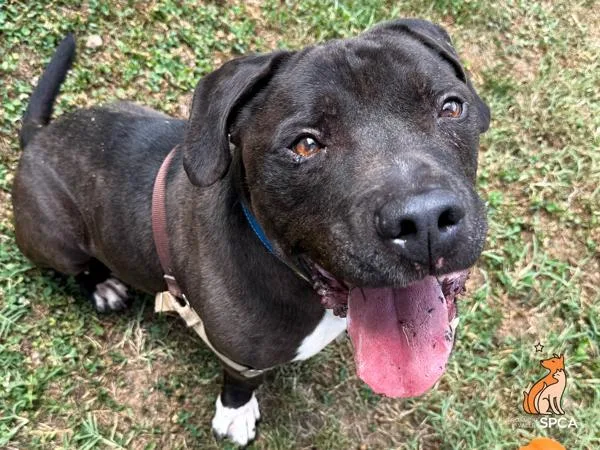 A senior large-sized male Pit Bull Terrier dog named Dudley for adoption in Roanoke, VA