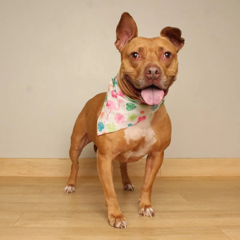 An adult medium-sized female Pit Bull Terrier dog named Pixies D for adoption in Minnetonka, MN