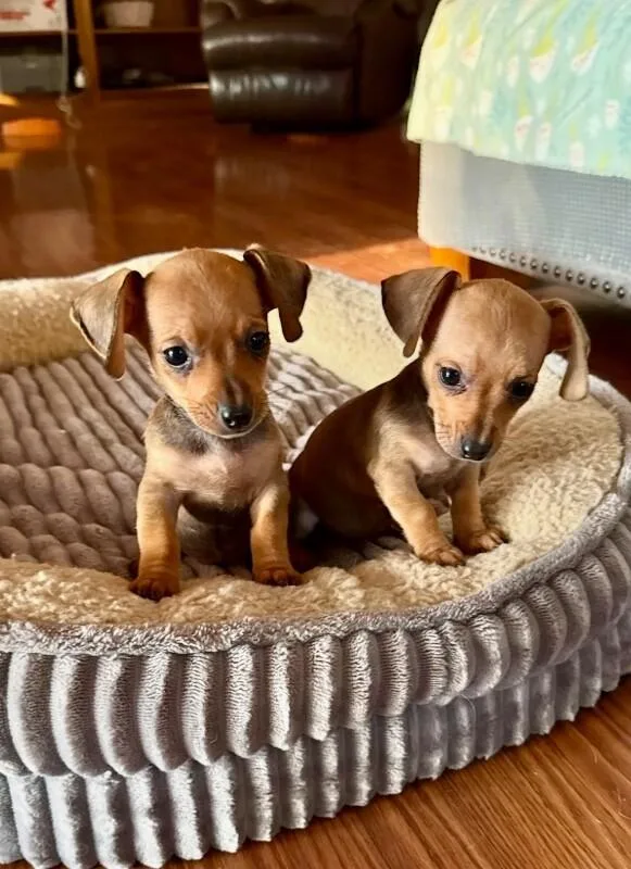 A baby small-sized female Yellow / Tan / Blond / Fawn Dachshund dog named Tater for adoption in Boulder, CO