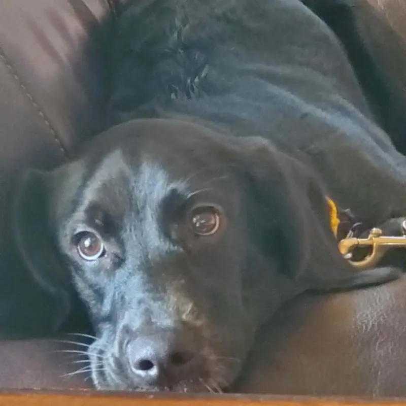 A young medium-sized female Black Golden Retriever dog named Annabelle for adoption in Springfield, MO