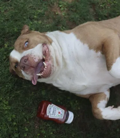 Ketchup thumbnail 2
