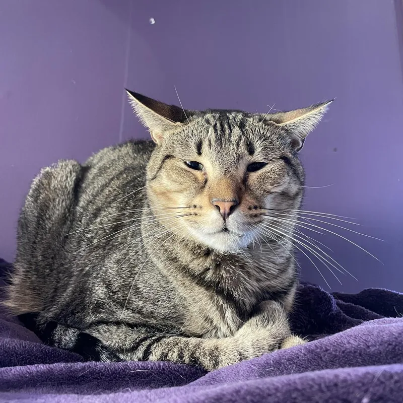 An adult large-sized male Domestic Short Hair cat named Ash for adoption in Davie, FL