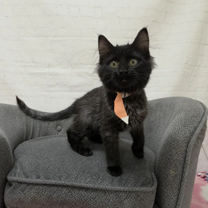 Jellyfish thumbnail 2