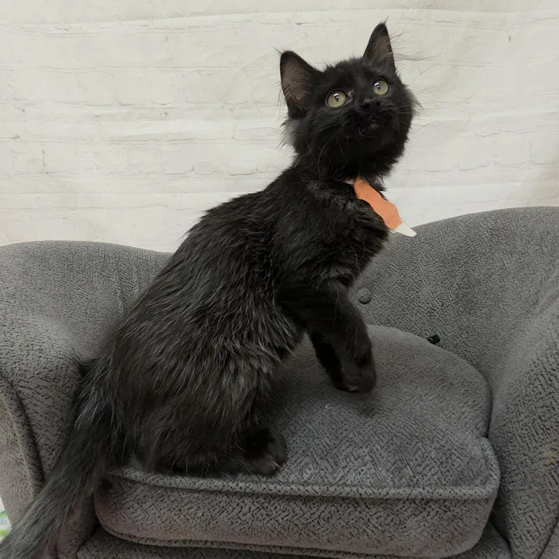 Jellyfish thumbnail 3