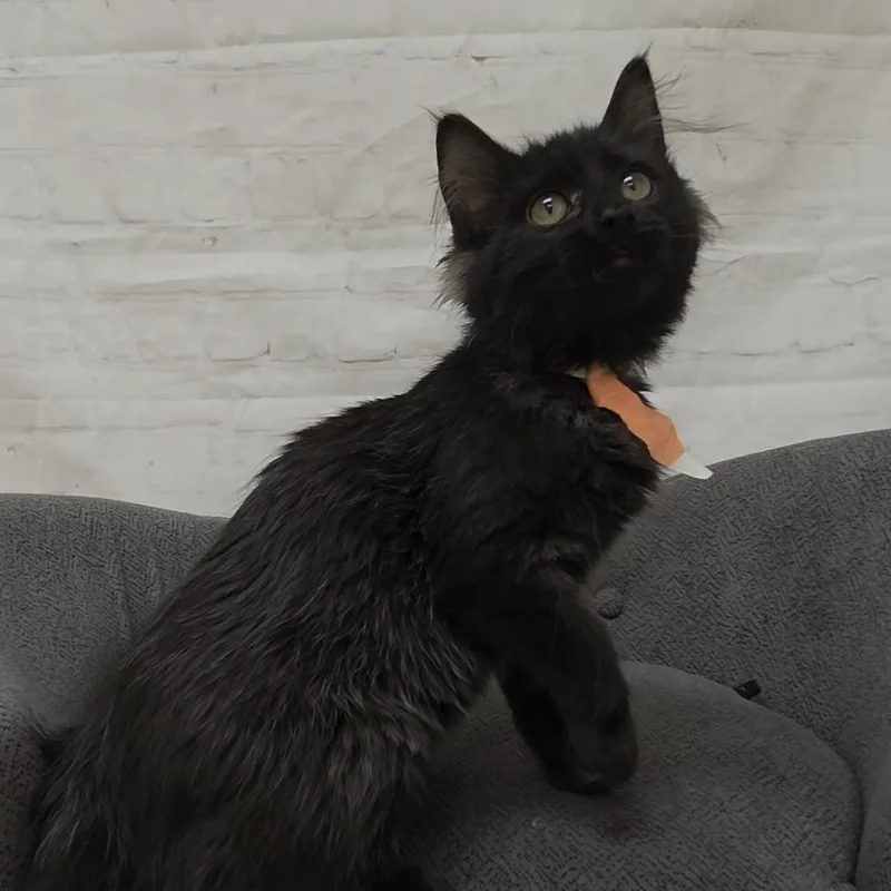 Jellyfish thumbnail 4