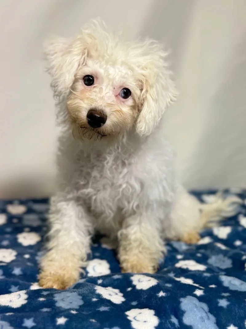 A baby small-sized male Cavachon dog named Bender for adoption in New Stanton, PA