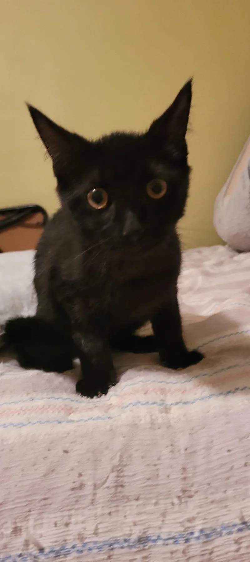 A baby medium-sized male Black Domestic Short Hair cat named Vader for adoption in Muncie, IN