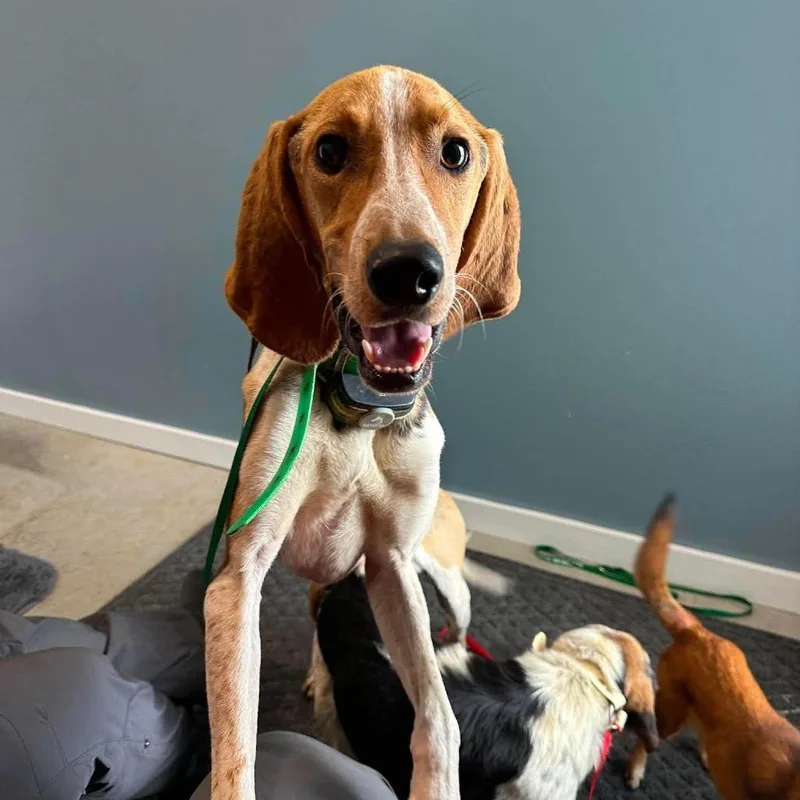 A young medium-sized male Black Coonhound dog named Boomer for adoption in Shinnston, WV