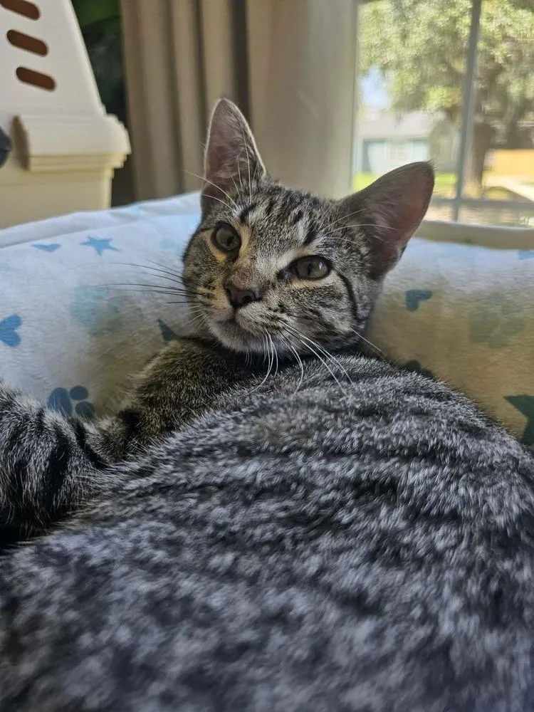 A baby small-sized female Domestic Short Hair cat named Bobbi for adoption in Bossier City, LA