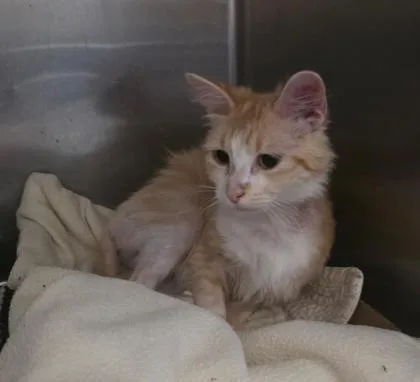 A young medium-sized female Domestic Short Hair cat named Jellybean for adoption in Clinton, MO