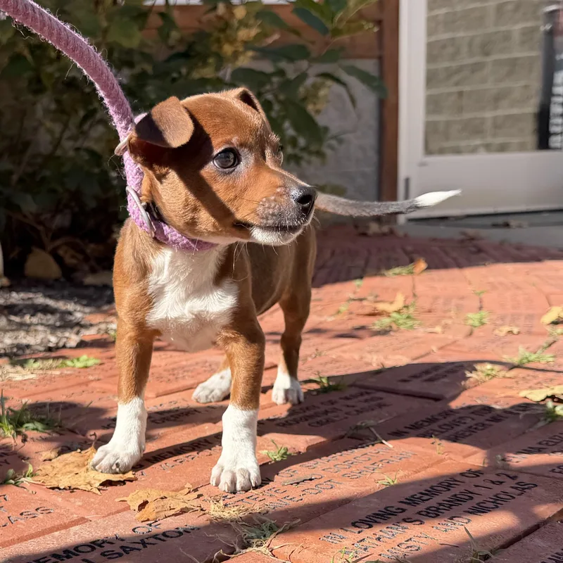 A baby small-sized female Chihuahua dog named Hagrid for adoption in Latrobe, PA
