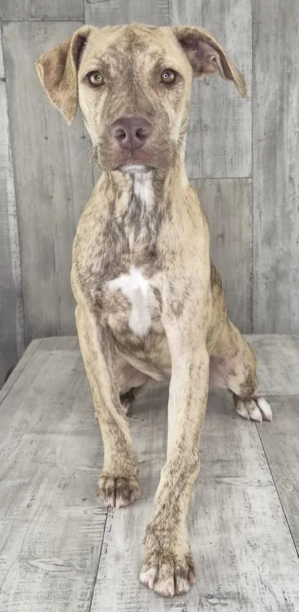 An adult medium-sized female Terrier dog named Bell for adoption in Shreveport, LA
