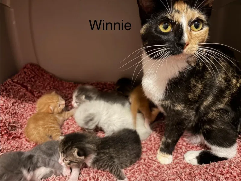 An adult medium-sized female Domestic Short Hair cat named Winnie for adoption in Clinton, SC