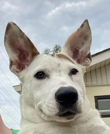 A young medium-sized female Jack Russell Terrier dog named Novia for adoption in Glasgow, KY