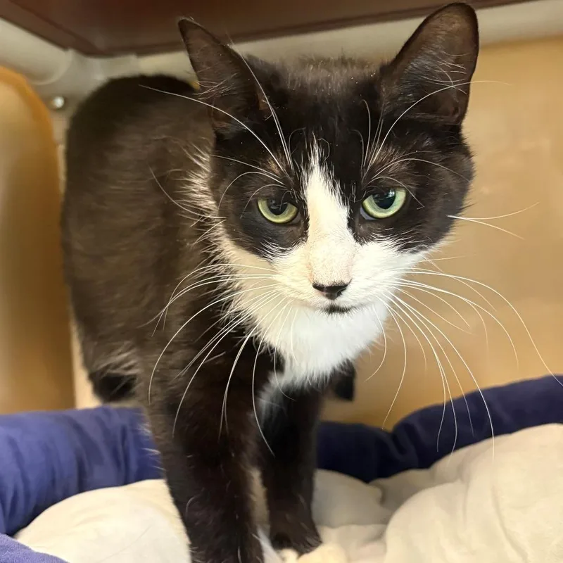 An adult medium-sized female Black Domestic Short Hair cat named Aria for adoption in East Hanover, NJ