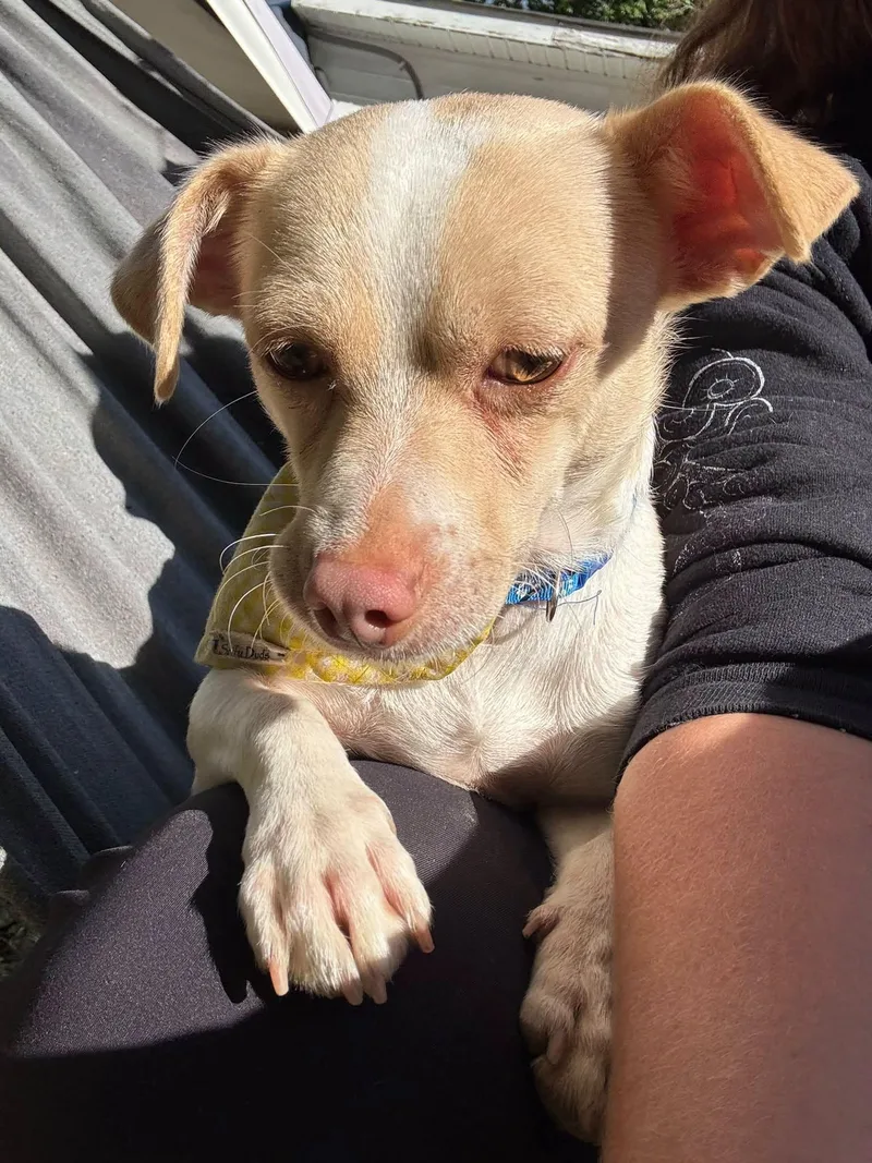 An adult small-sized male White / Cream Chihuahua dog named Kallen for adoption in Yorktown, VA
