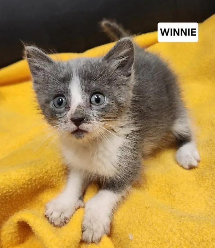 A young small-sized female Domestic Short Hair cat named Winnie for adoption in Yankton, SD