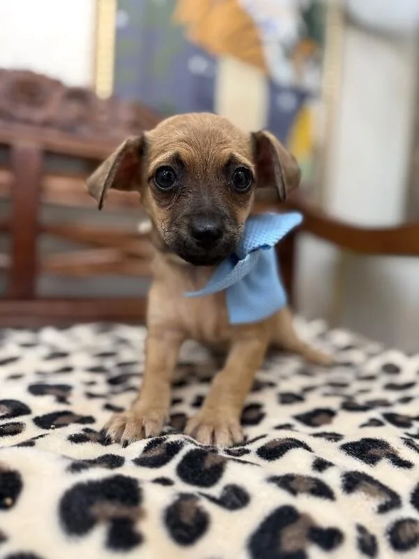A baby small-sized male Yellow / Tan / Blond / Fawn Chihuahua dog named Peanut Buttercup Beanie Baby for adoption in Friendswood, TX