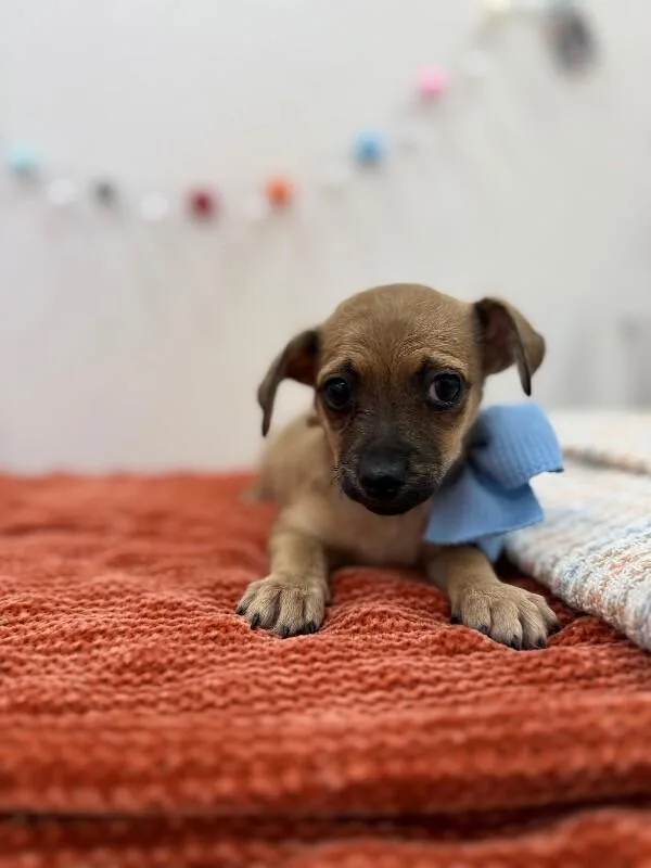 Peanut Buttercup Beanie Baby thumbnail 5