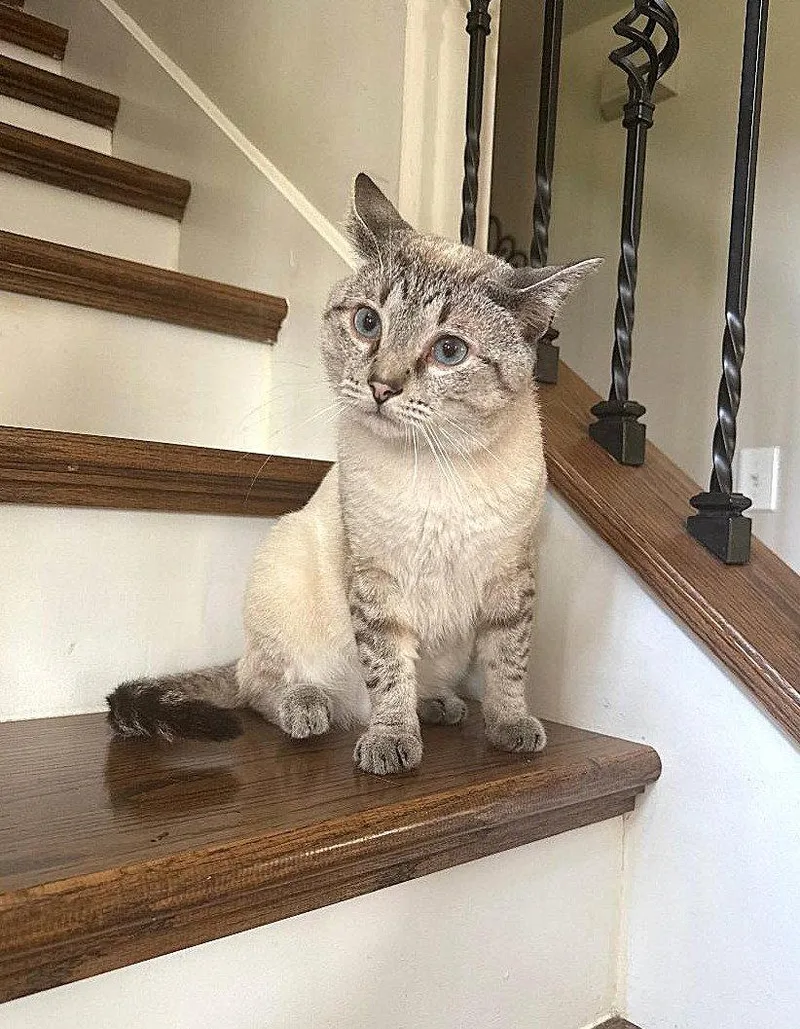 A young small-sized male Buff / Tan / Fawn Siamese cat named Etouffee for adoption in Capshaw, AL