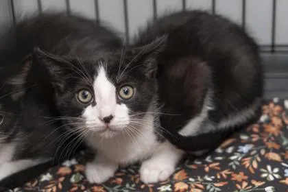A young small-sized male Domestic Short Hair cat named B Wellington for adoption in North Charleston, SC