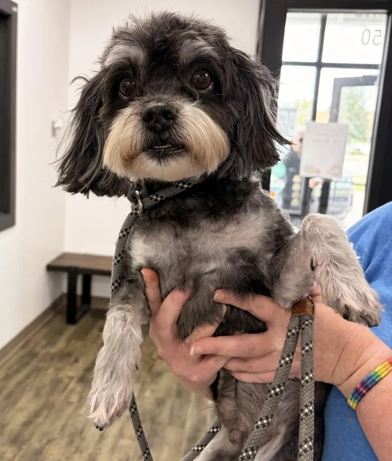 A senior small-sized female Black Maltipoo dog named Max & Nala for adoption in Manhattan, KS