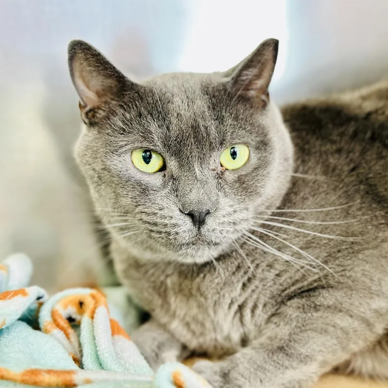 An adult medium-sized male Gray / Blue / Silver Domestic Short Hair cat named Louie for adoption in Jackson, NJ