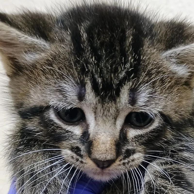 A baby small-sized female Brown / Chocolate Domestic Medium Hair cat named Piper for adoption in Palestine, TX