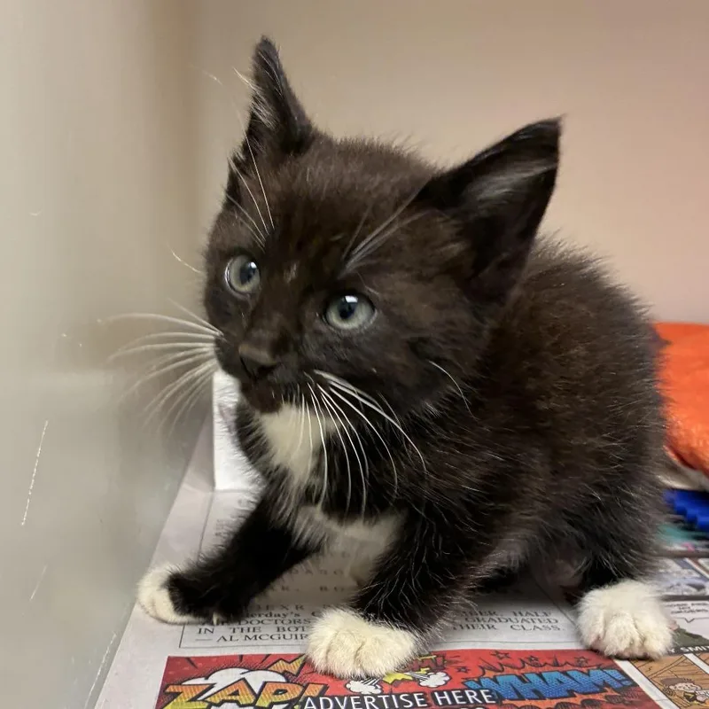 A baby small-sized male Black Domestic Short Hair cat named 72216 for adoption in Harrisonburg, VA