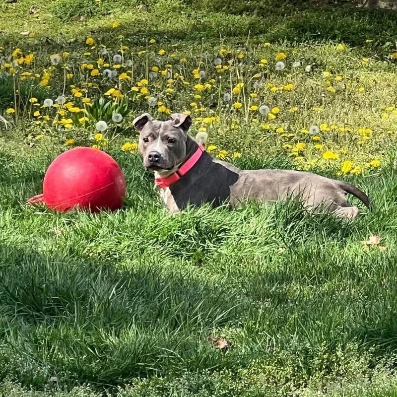 A senior large-sized female American Staffordshire Terrier dog named Brooklyn for adoption in Levittown, NY